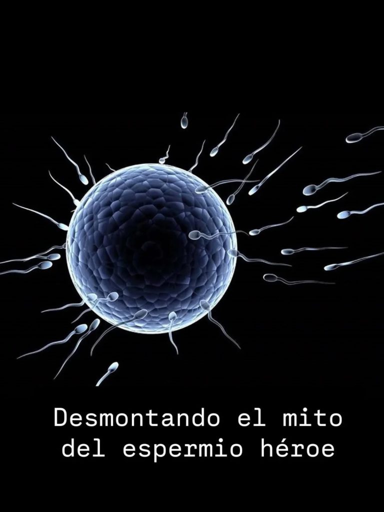 Representación del óvulo y espermatozoides en diálogo con la crítica al mito del “espermio héroe”.
